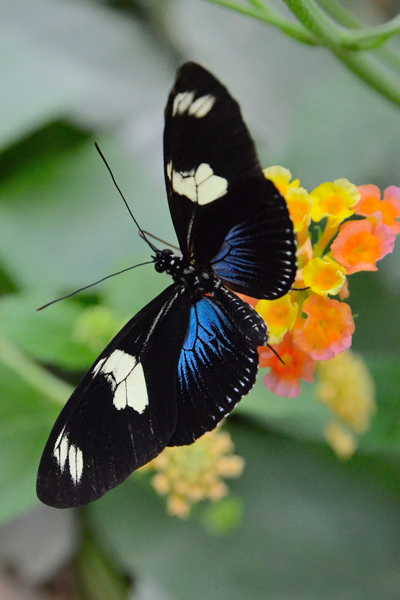 photos de papillons exotiques